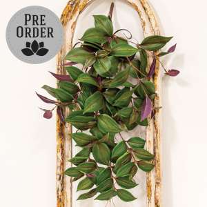 Day Flower Hanging Vine Bush, 25" T182504