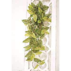 Pink Fittonia Leaves Hanging Bush, 30" T182507