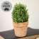 Potted Mini Boxwood - 6.5"H 18446