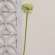 White Allium Ball Spray - 19" 18454