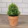 Potted Mini Boxwood - 6.5"H 18446