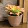 Potted Peach Agave Succulent JH102506