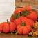 Stuffed Waffle Weave Orange Pumpkin w/Stick Stem, Medium CS38989;